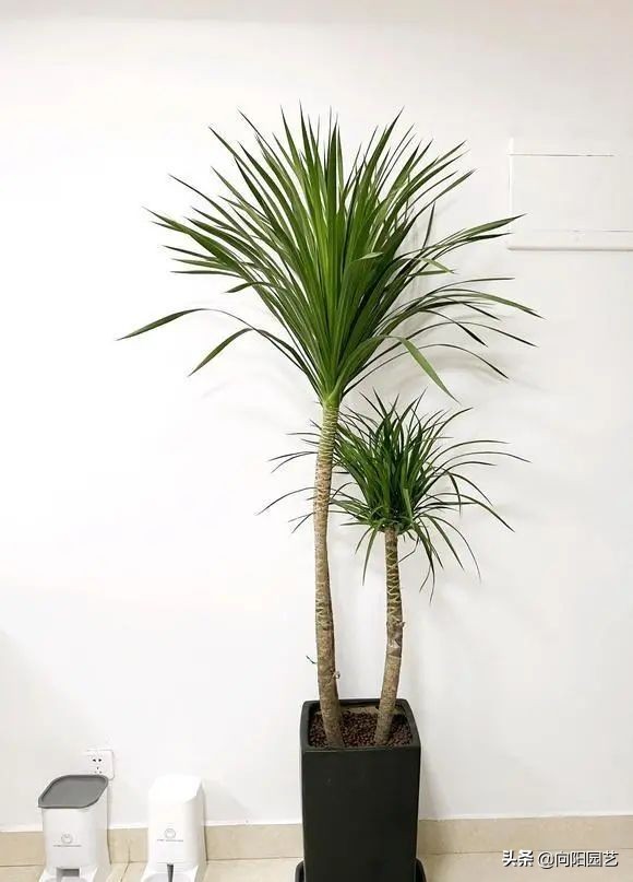 室外阳台观叶植物,阳台盆栽观叶植物