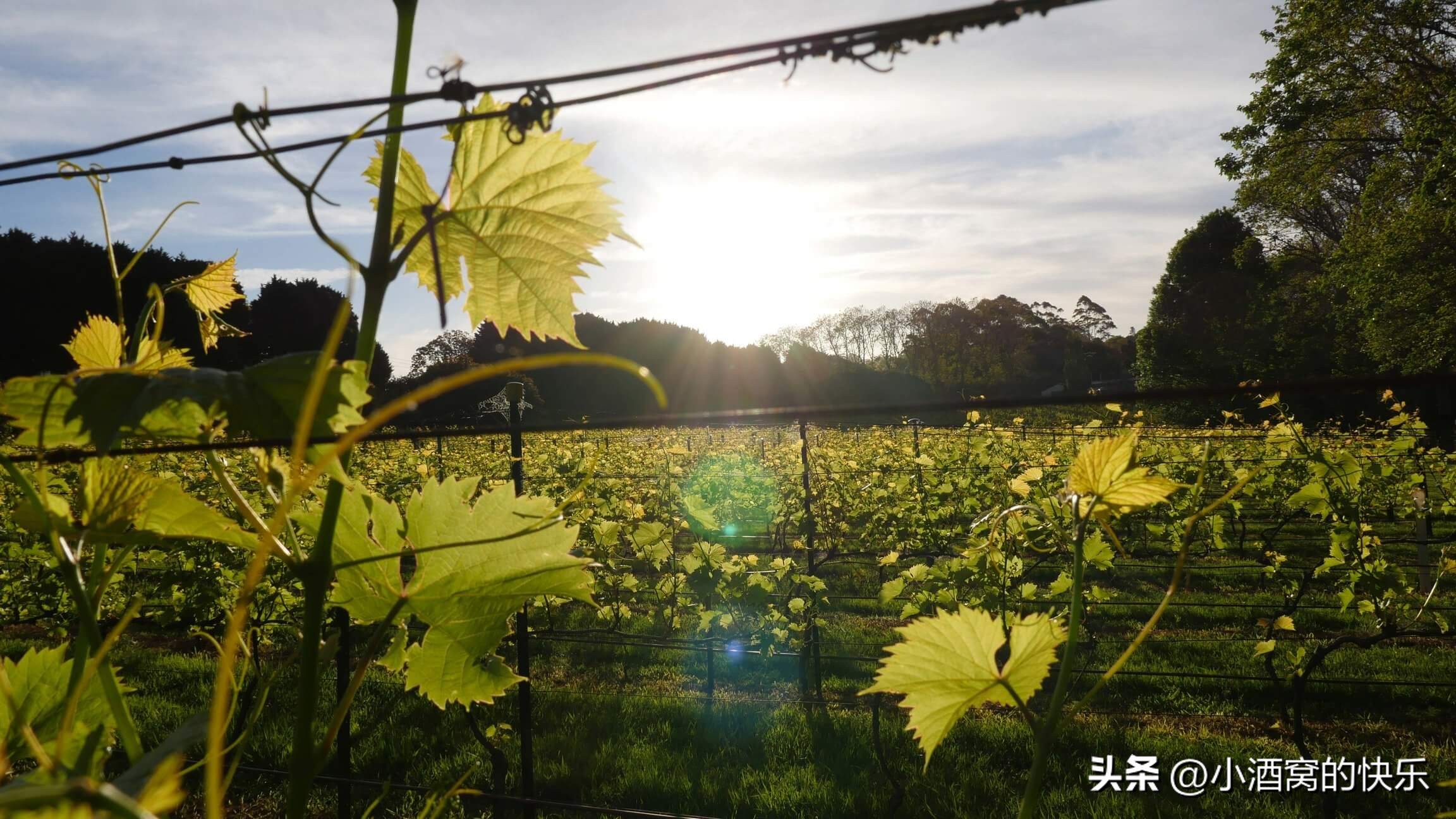 澳大利亚酒庄视频,澳大利亚橡木酒庄介绍