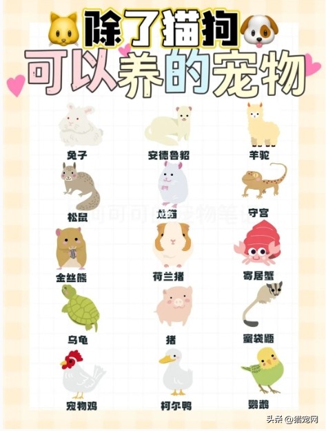除了猫狗还有什么宠物能养,适合养宠物的房间格局