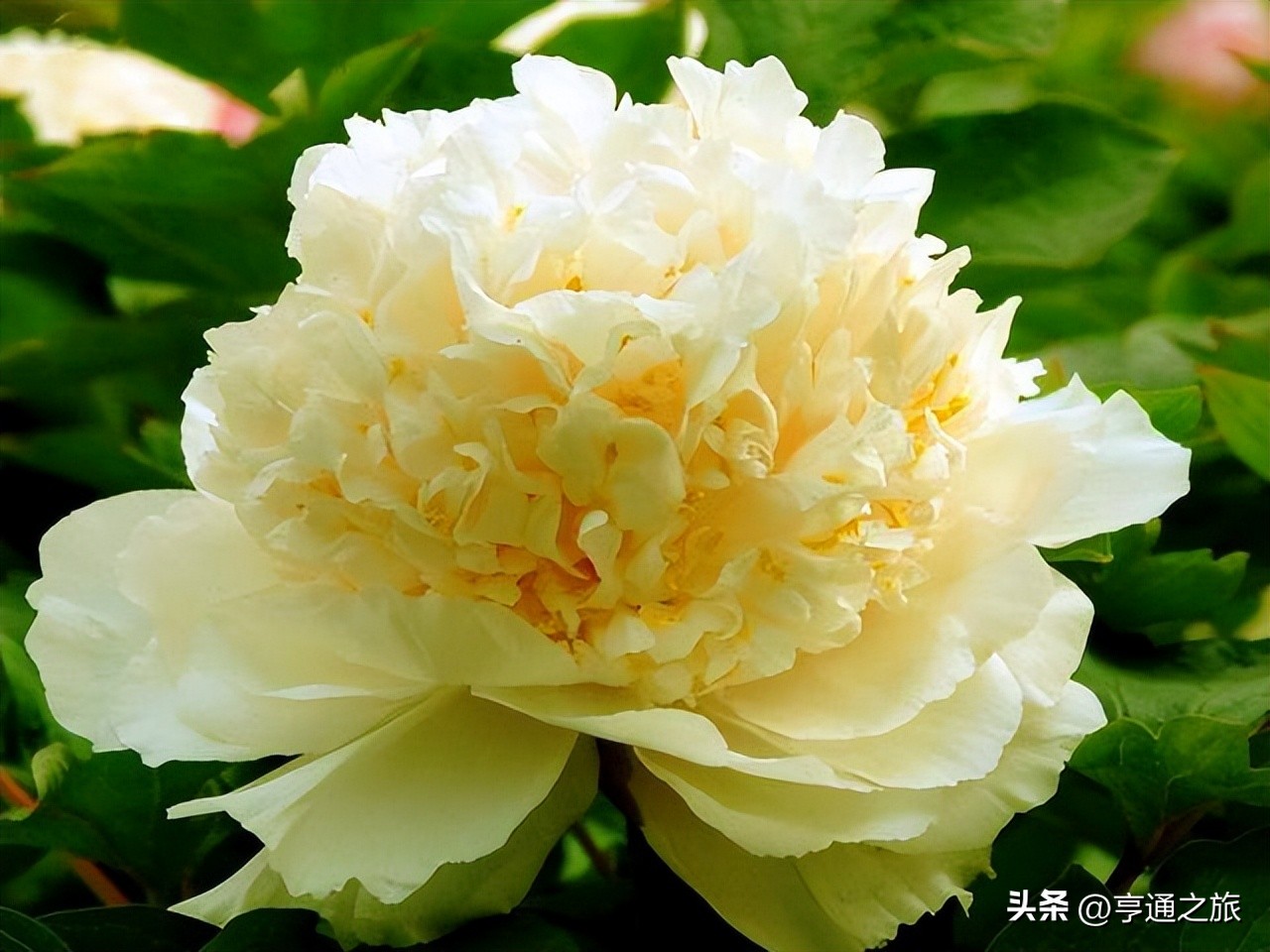 河南团队机票,云台山+龙门+少林寺+开封3日游,团队机票推荐