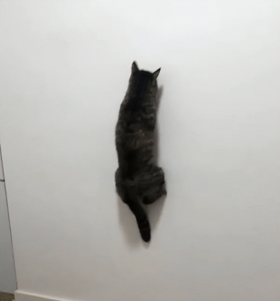 网友画“壁虎”想耍耍自家猫，可没想到…把全网的猫都给骗了
