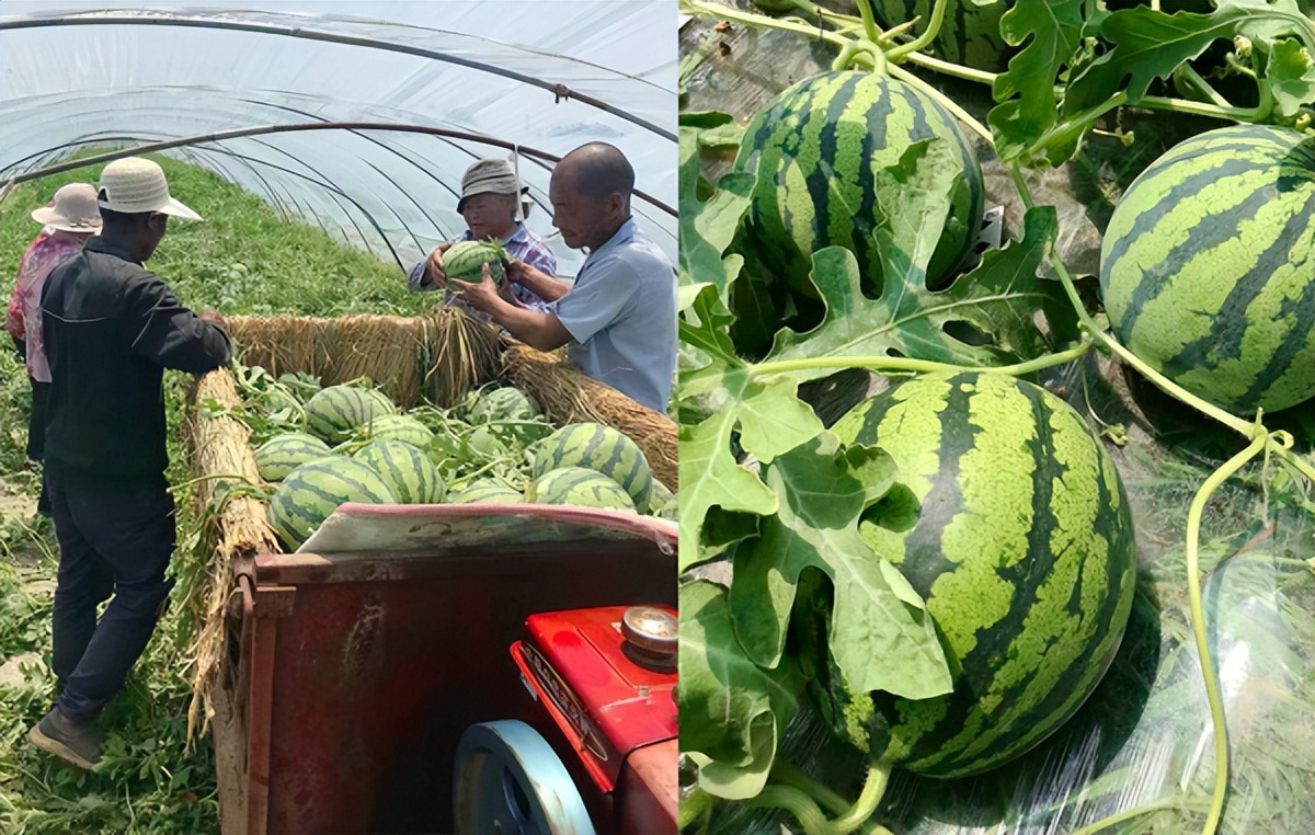 宿迁移动5G直播助力洋北西瓜上“云”端