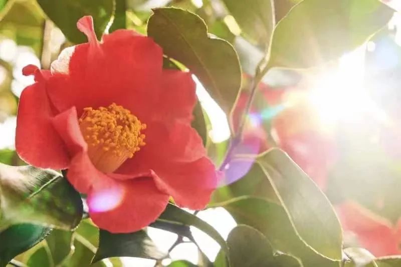 国货精华大概费用多少,国货超便宜精华