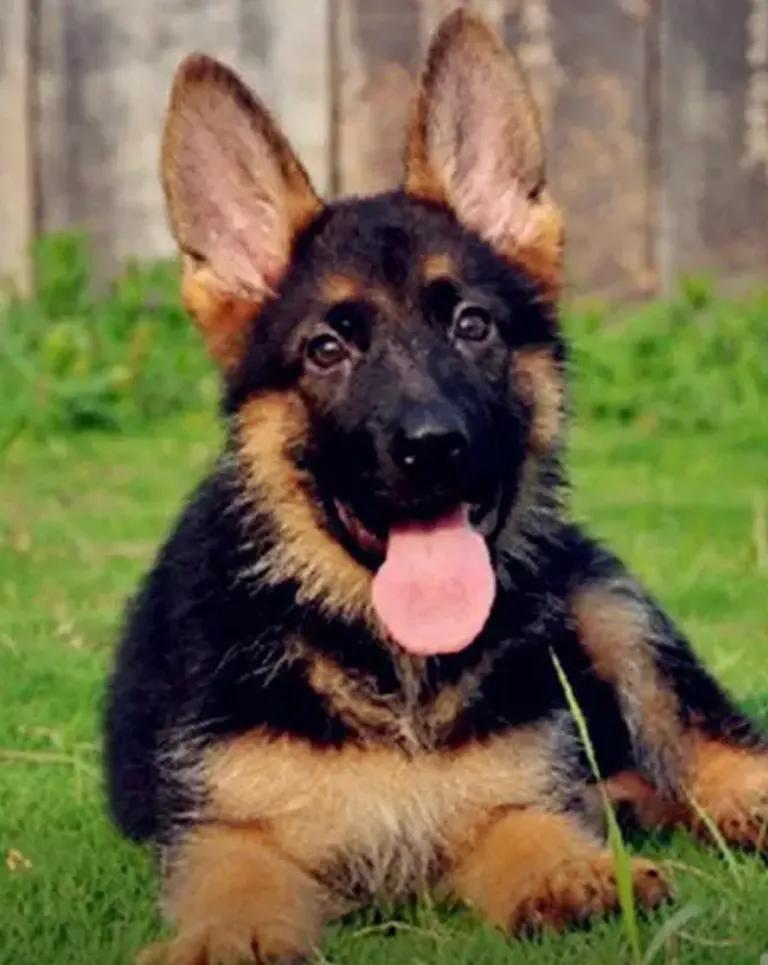 人狗情缘小品,人狗情缘感人至深