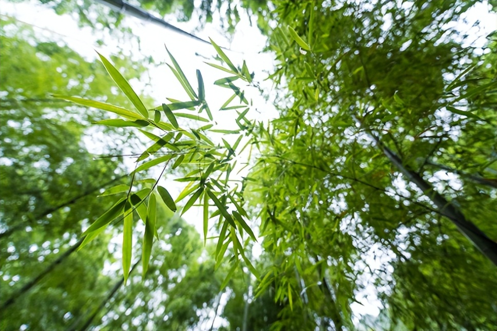 中国竹业｜看一根“小竹子”如何撬动千亿“大产业”