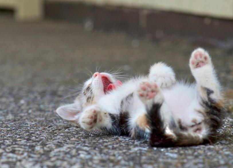 最简单的流浪猫图片大全,最美的一只流浪猫图片