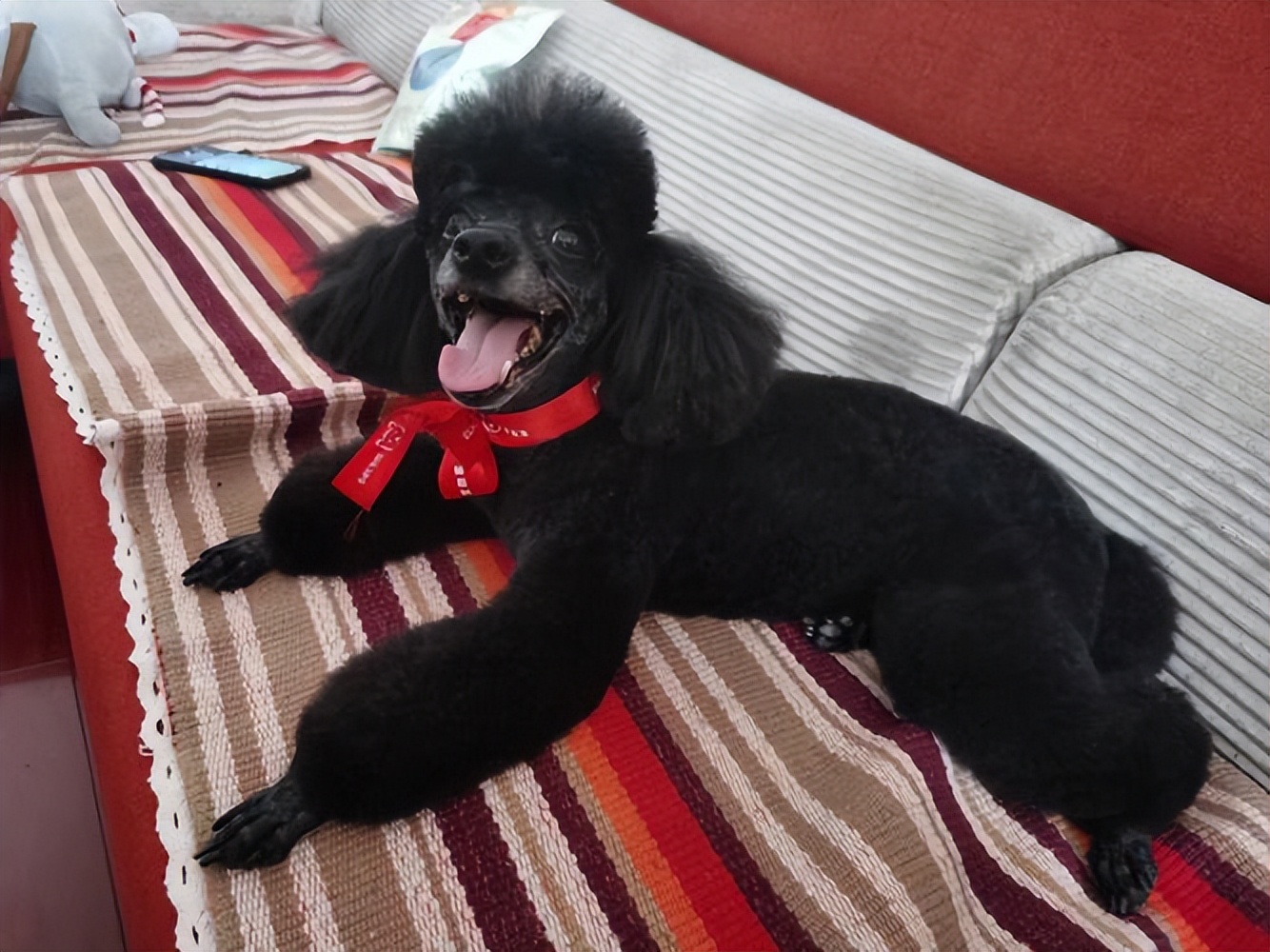 泰迪不建议养的原因,泰迪皮肤有黑色斑点什么原因