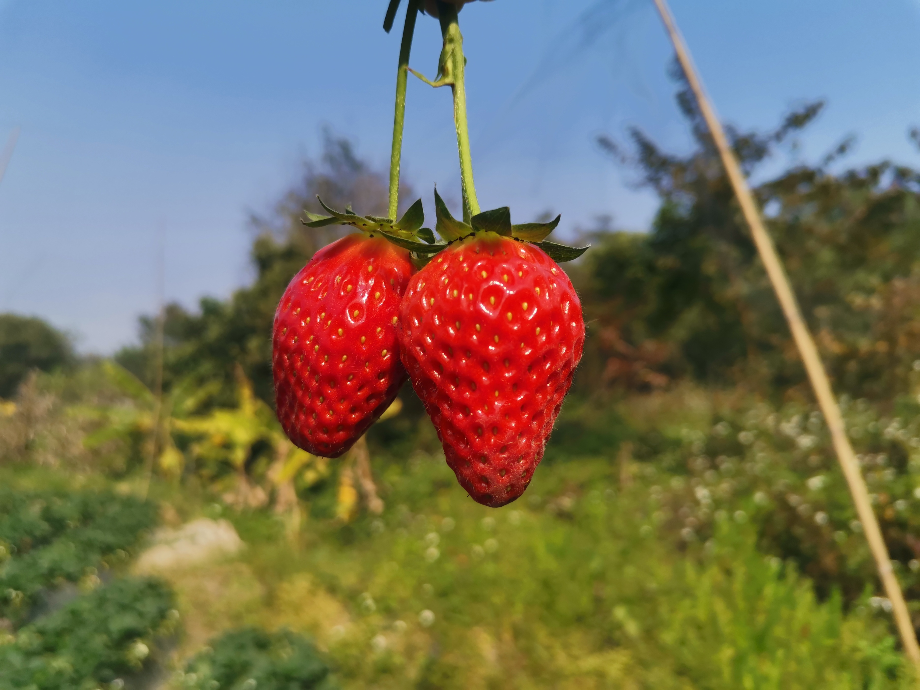 38妇女节文案高级,38妇女节文案女装