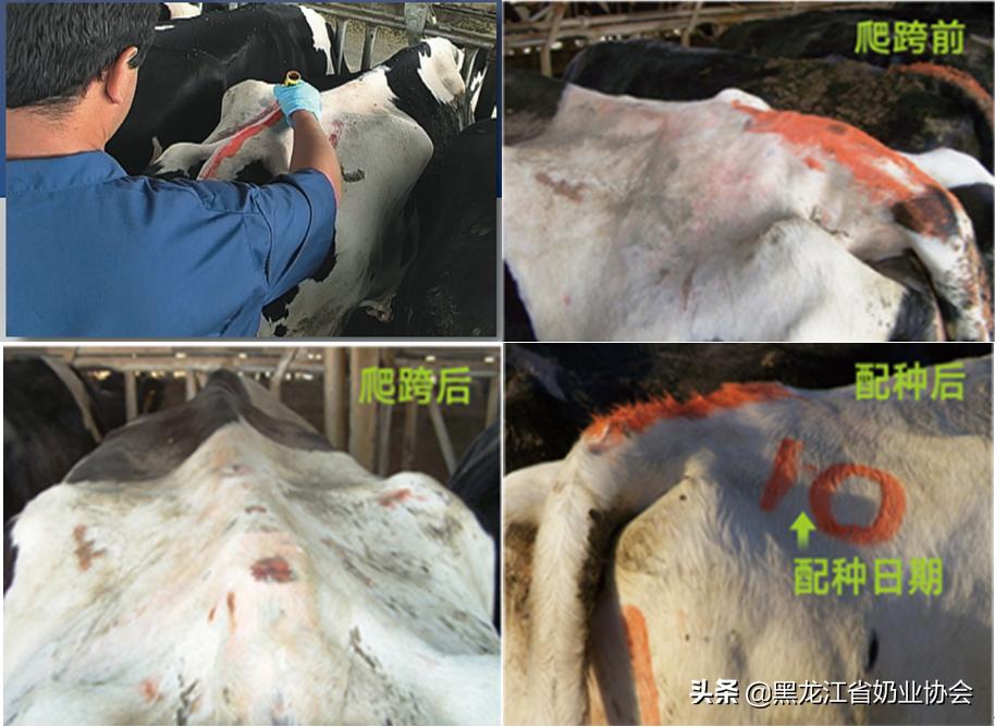 奶牛受孕怎么查,如何鉴定奶牛的好坏