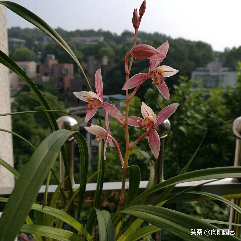 兰花淋雨好吗,兰花淋雨施什么药