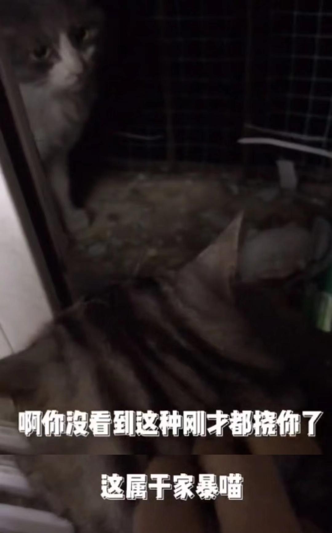 渣猫被小母猫找上门,渣猫出门被老婆抓