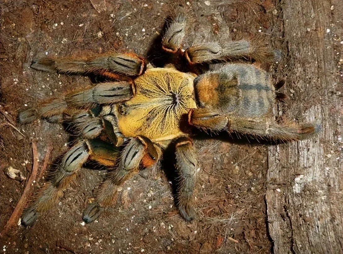 虎纹捕鸟蛛咬死牛事件,老虎捕杀大水牛