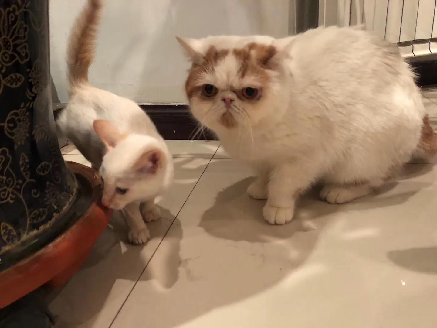 抗癌日记肿瘤,抗癌日记胰腺癌