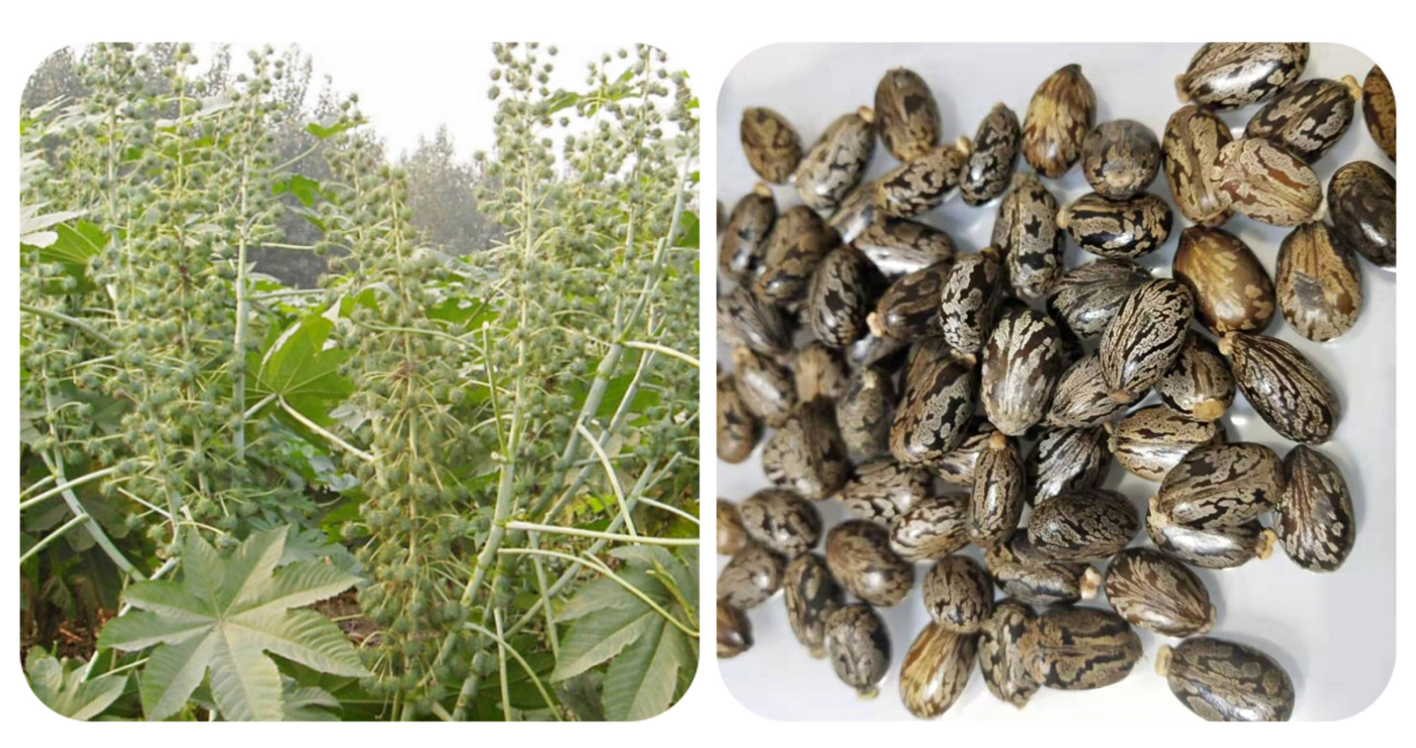 常见有毒花千万别碰,世上有毒的花和植物