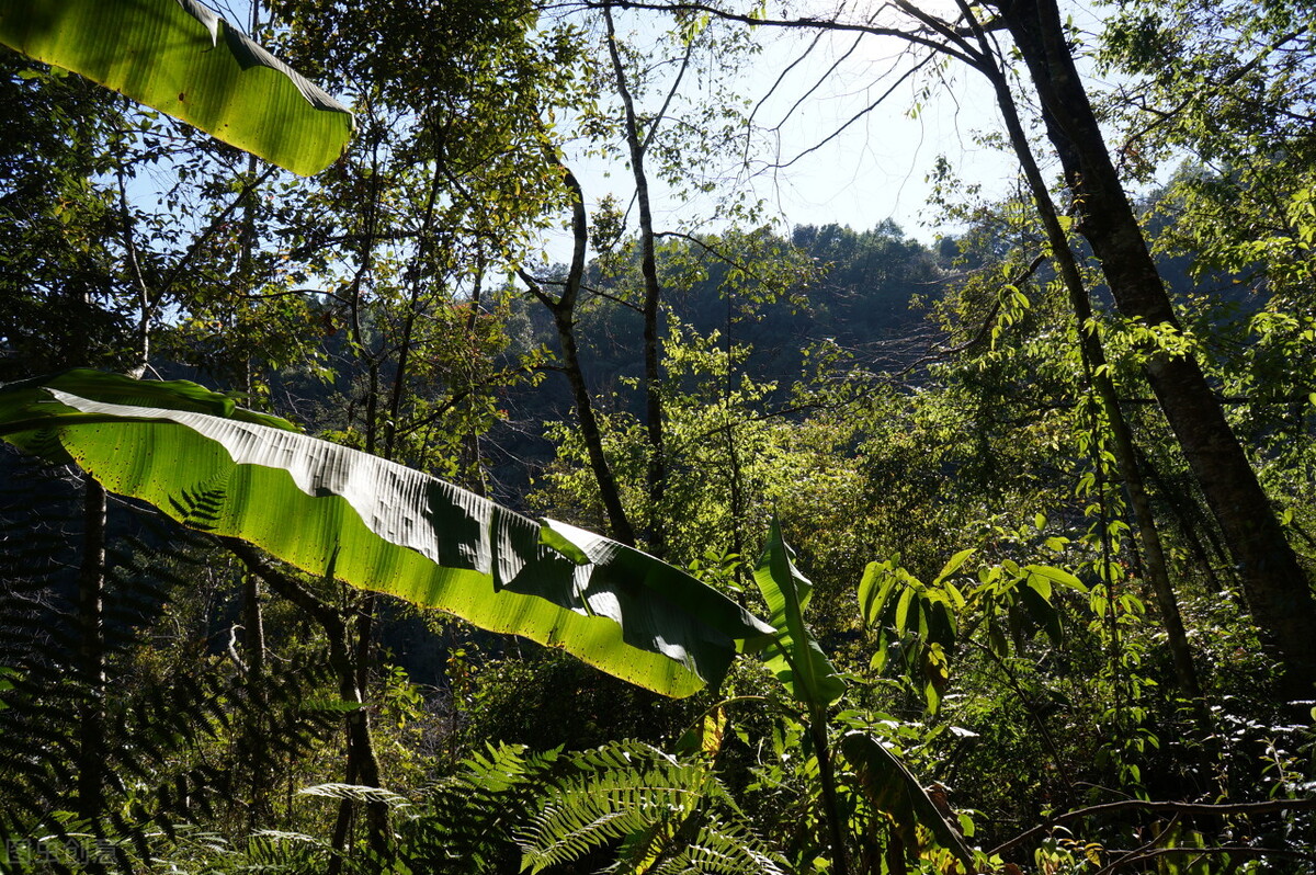 腾冲樱花谷，野生樱花遍布，落英缤纷、原始自然的花花世界
