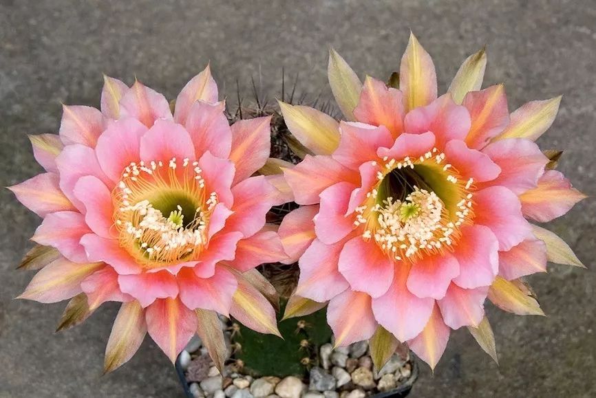 200种·仙人球开花图鉴，大开眼界，美到爆