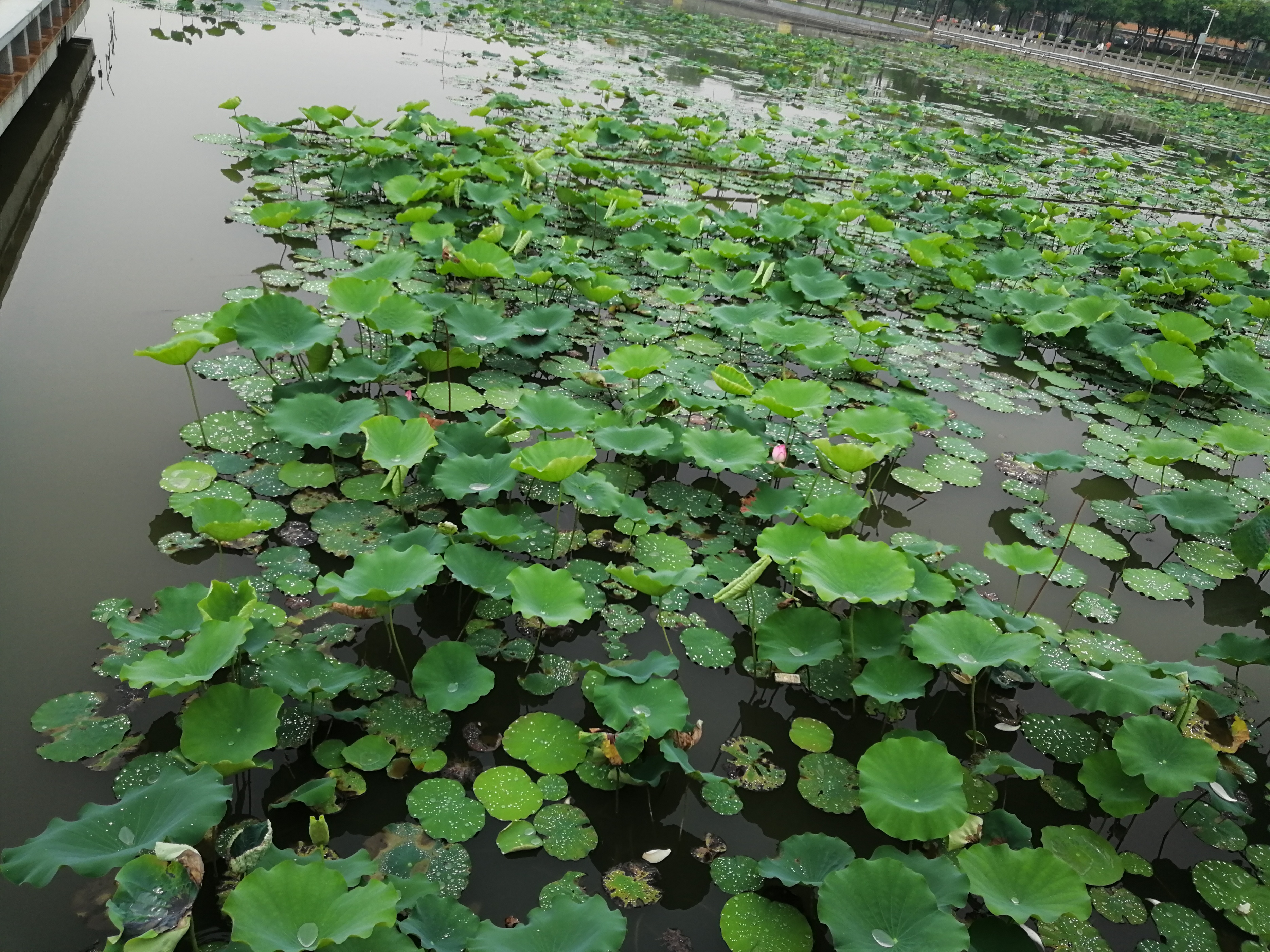 打卡广州地铁7号线,打卡广州最美7公里