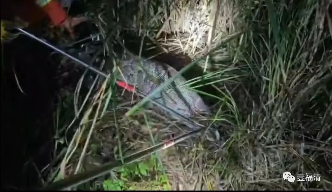 福建福清巨蟒活吞山羊,福州巨蟒