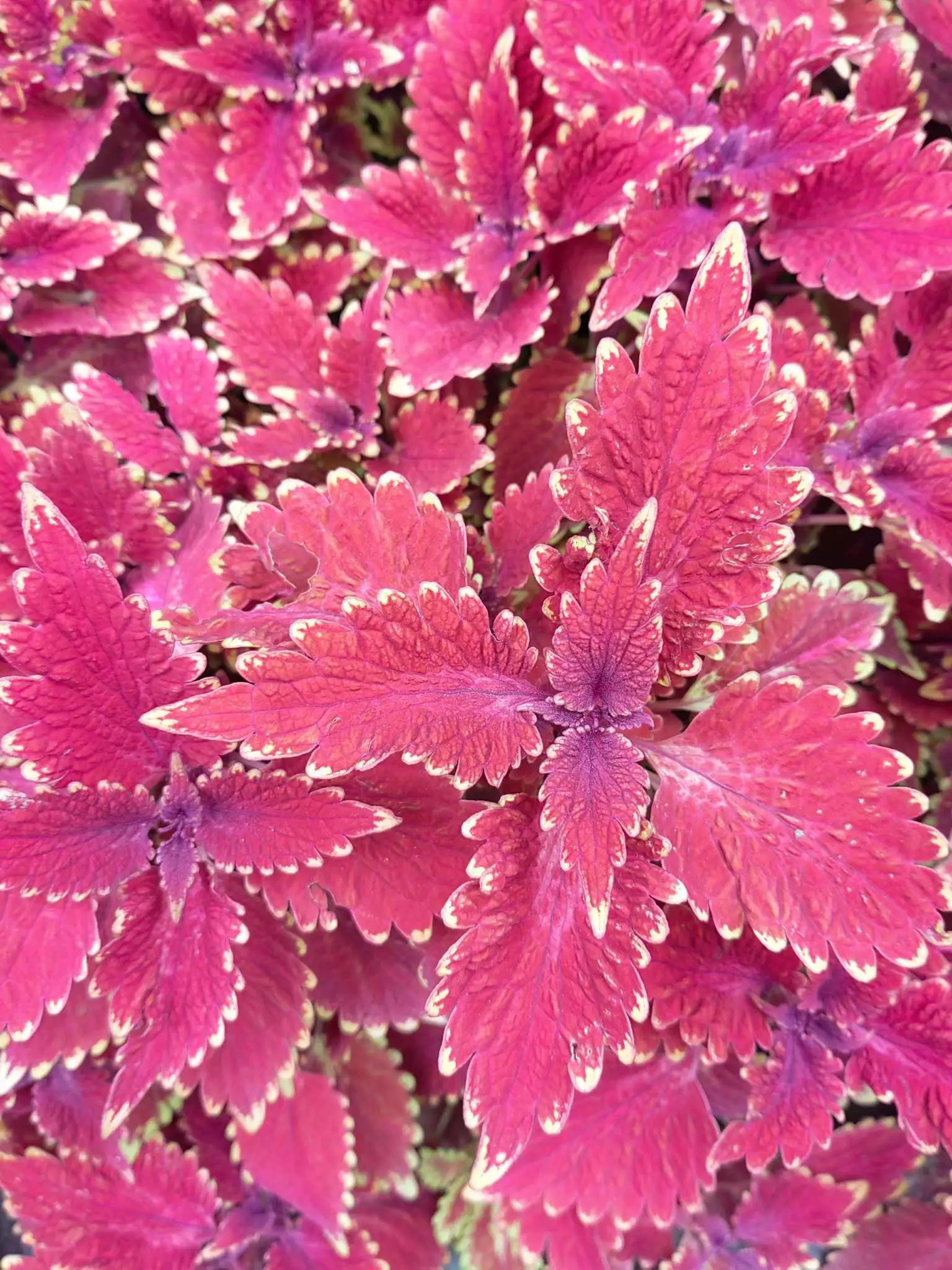 认识各种花的花名,认识各种花的名称