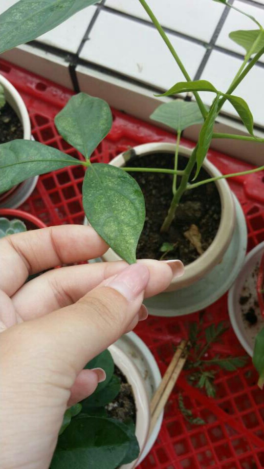 养花长虫子怎么办,养花招虫子的处理方法