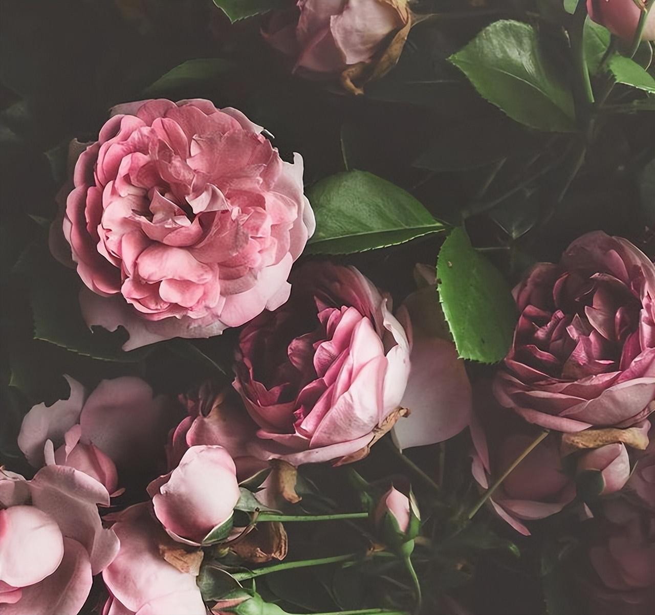 女人想你了的四句话,女人想你了有哪些暗示