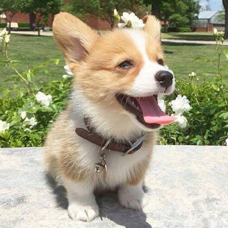 柯基呕吐吃什么可以治好,柯基呕吐拉稀是什么原因食欲不振