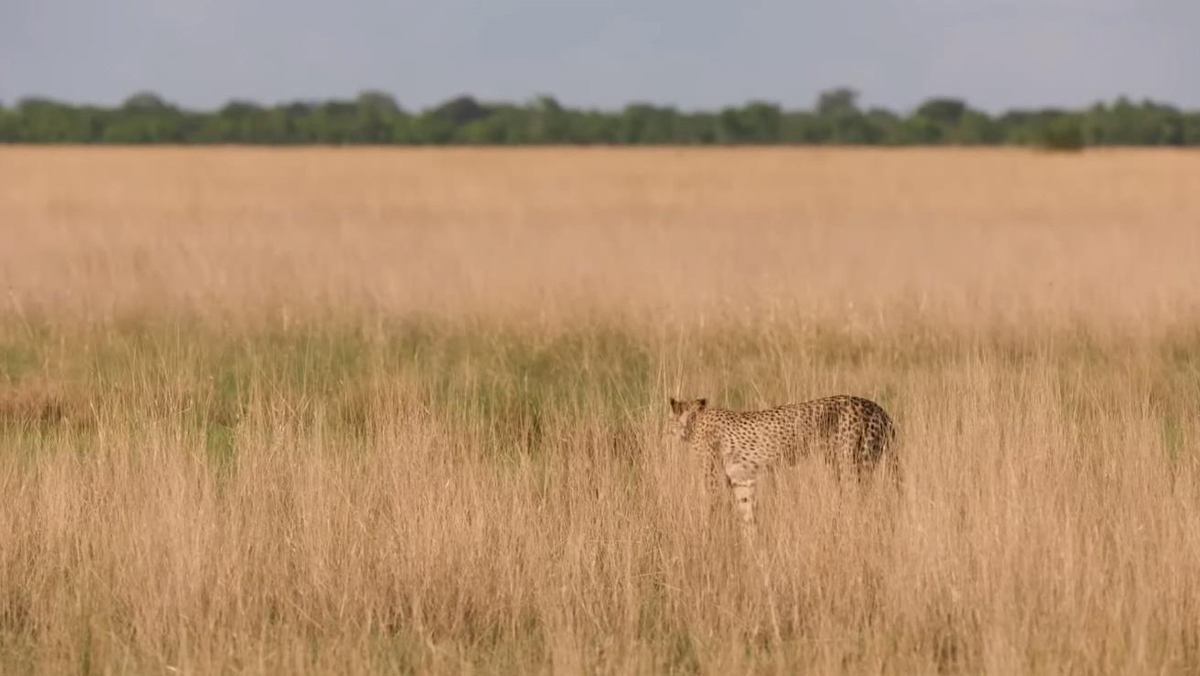 猎豹靠耐力捕猎真的吗,猎豹为什么猎杀猎豹