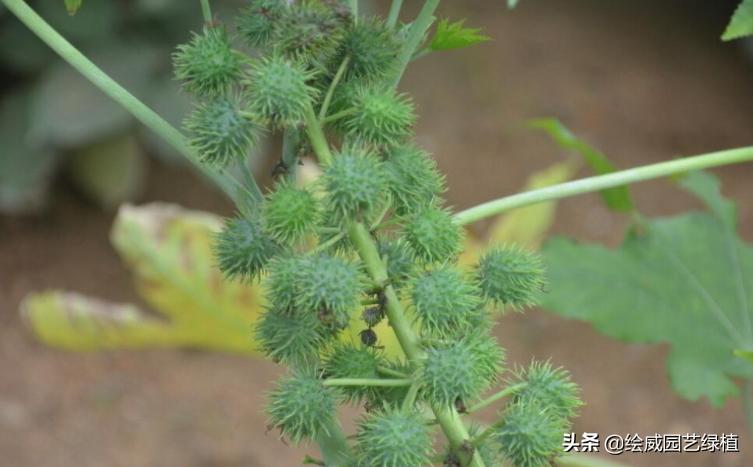 剧毒植物在身边，一个比一个危险，见到了一定要远离