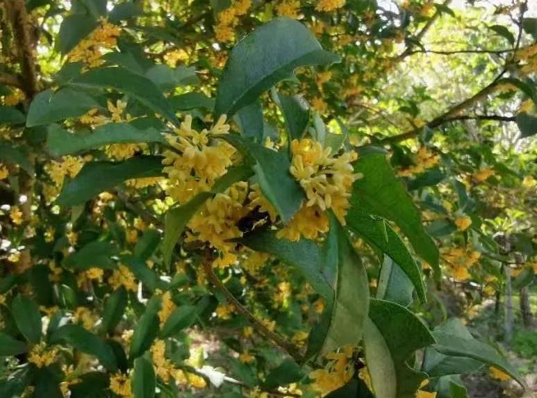 陶醉在秋天的诗句,陶醉在秋天美景