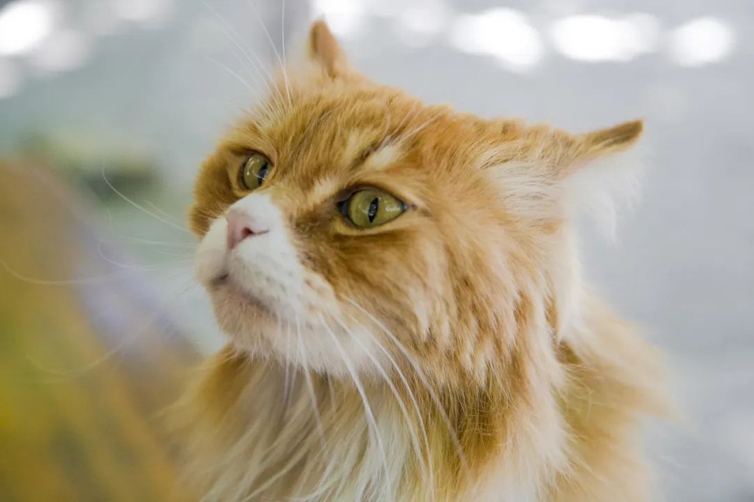 毛森森,观复猫毛森森