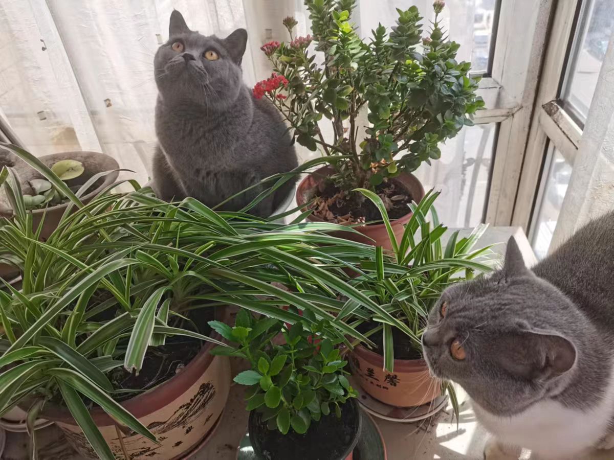 国产猫粮排行榜前十名有哪些,2021国产猫粮排行榜前十名