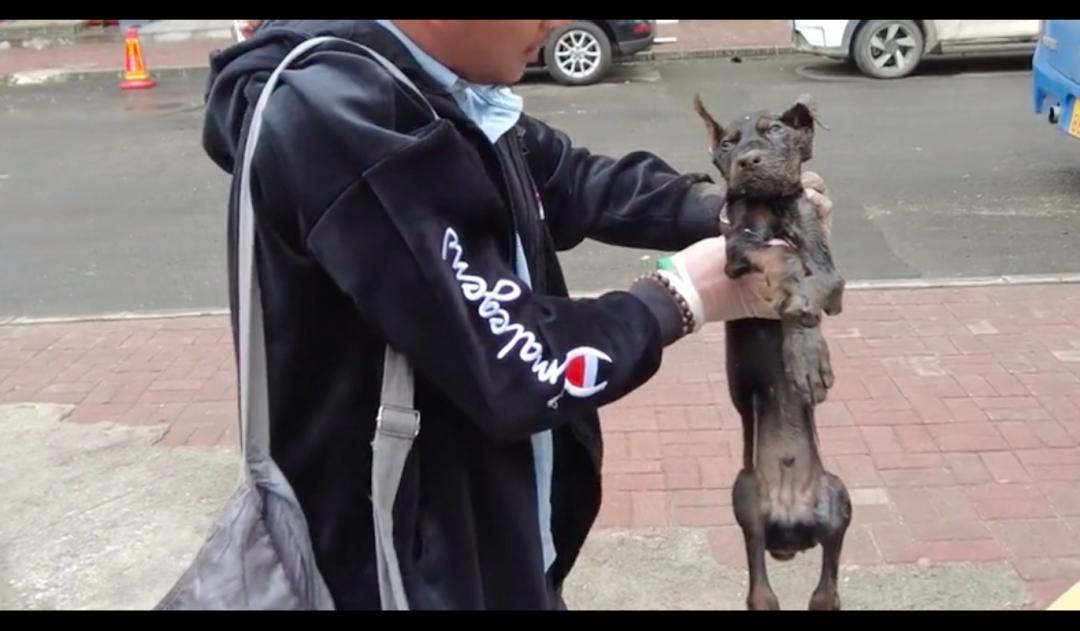 主人给狗狗治病它知道吗,主人被杜宾幼犬打过全部疫苗抓到