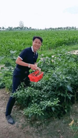 顶流网红李子柒,李子柒为什么能成为顶流网红