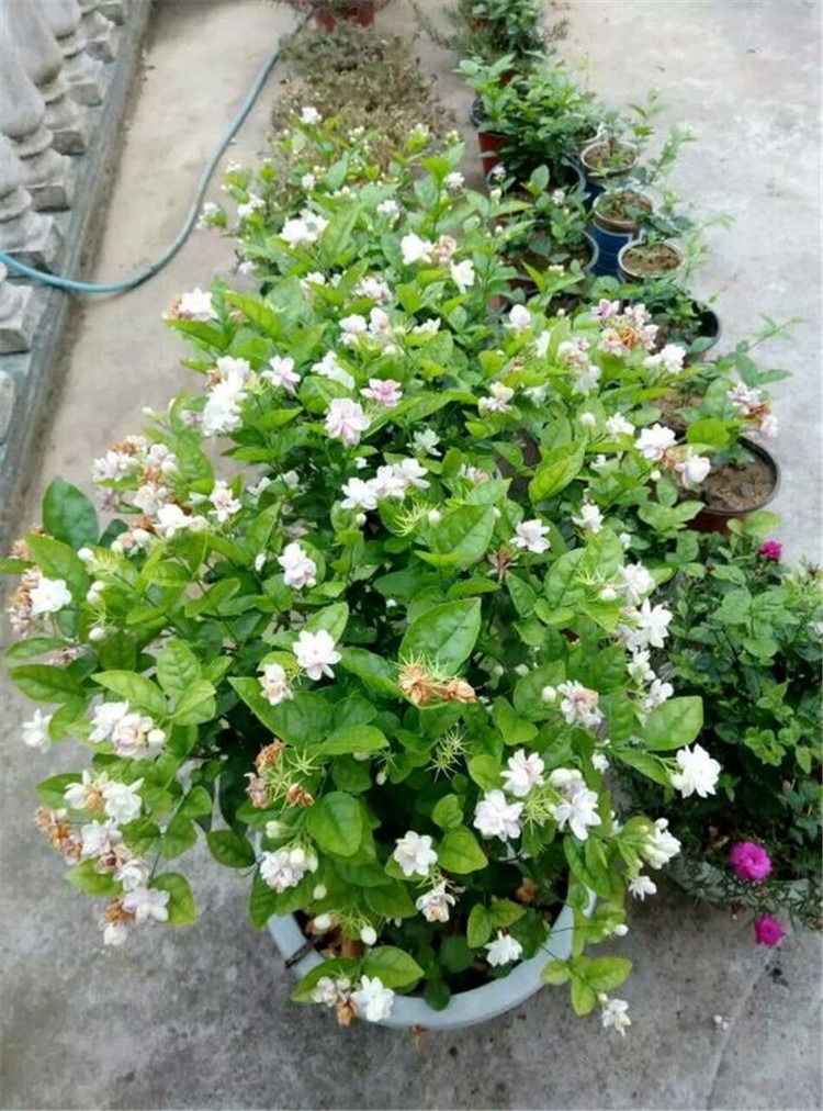 怎么养茉莉花开花多,茉莉花如何养开花不断