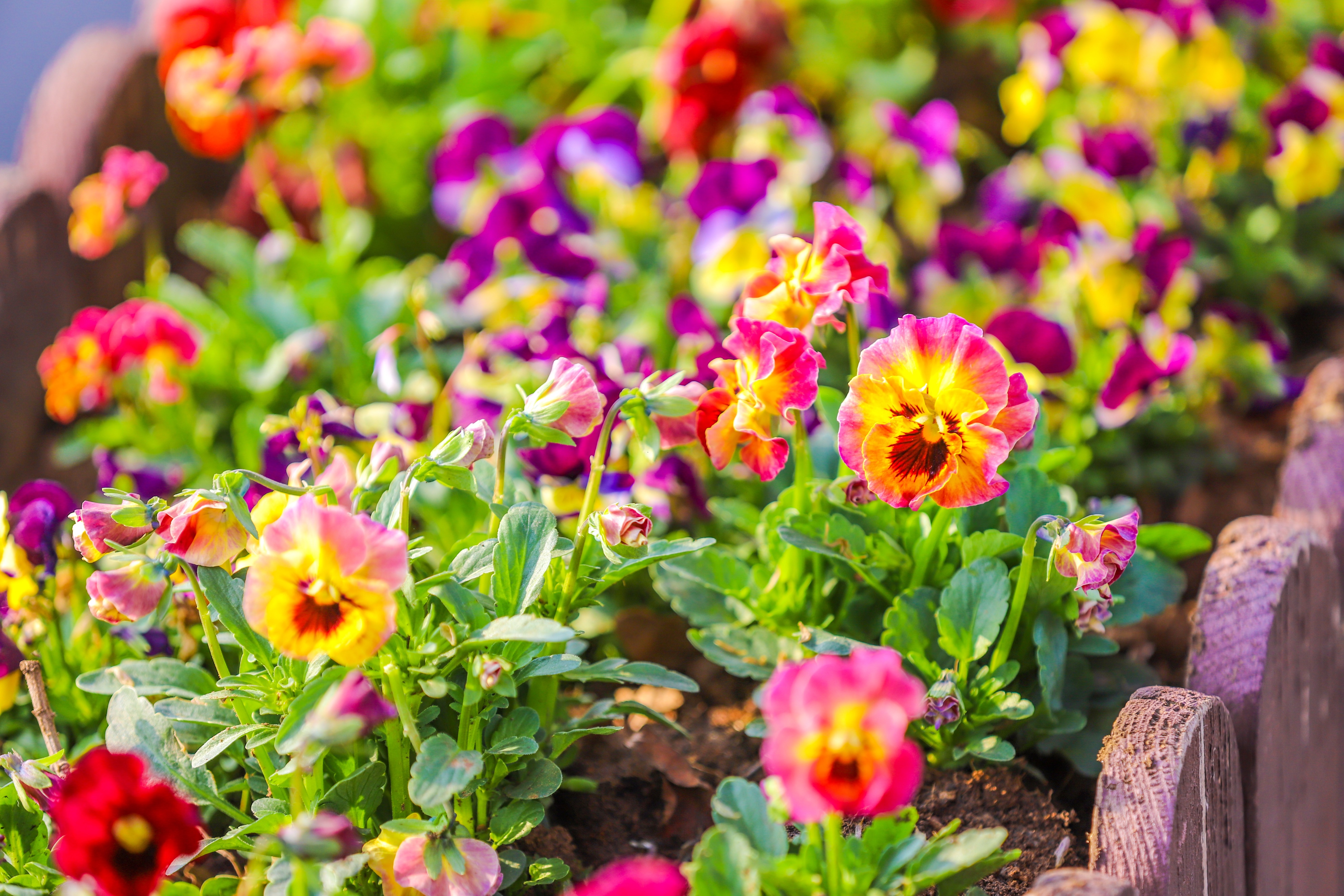 同心花海樱花航拍,踏青赏花邂逅一场浪漫樱花盛宴