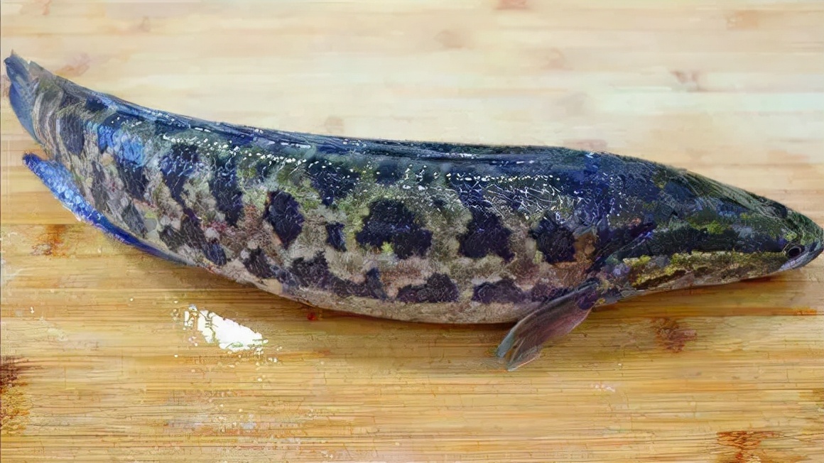 被“长相耽误”的一条鱼，别看长得丑，肉质鲜嫩刺还少，营养极高