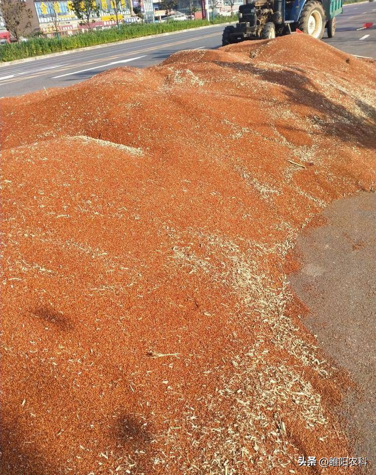 利润很高的10个冷门种植项目推荐,种植效益好的种植项目
