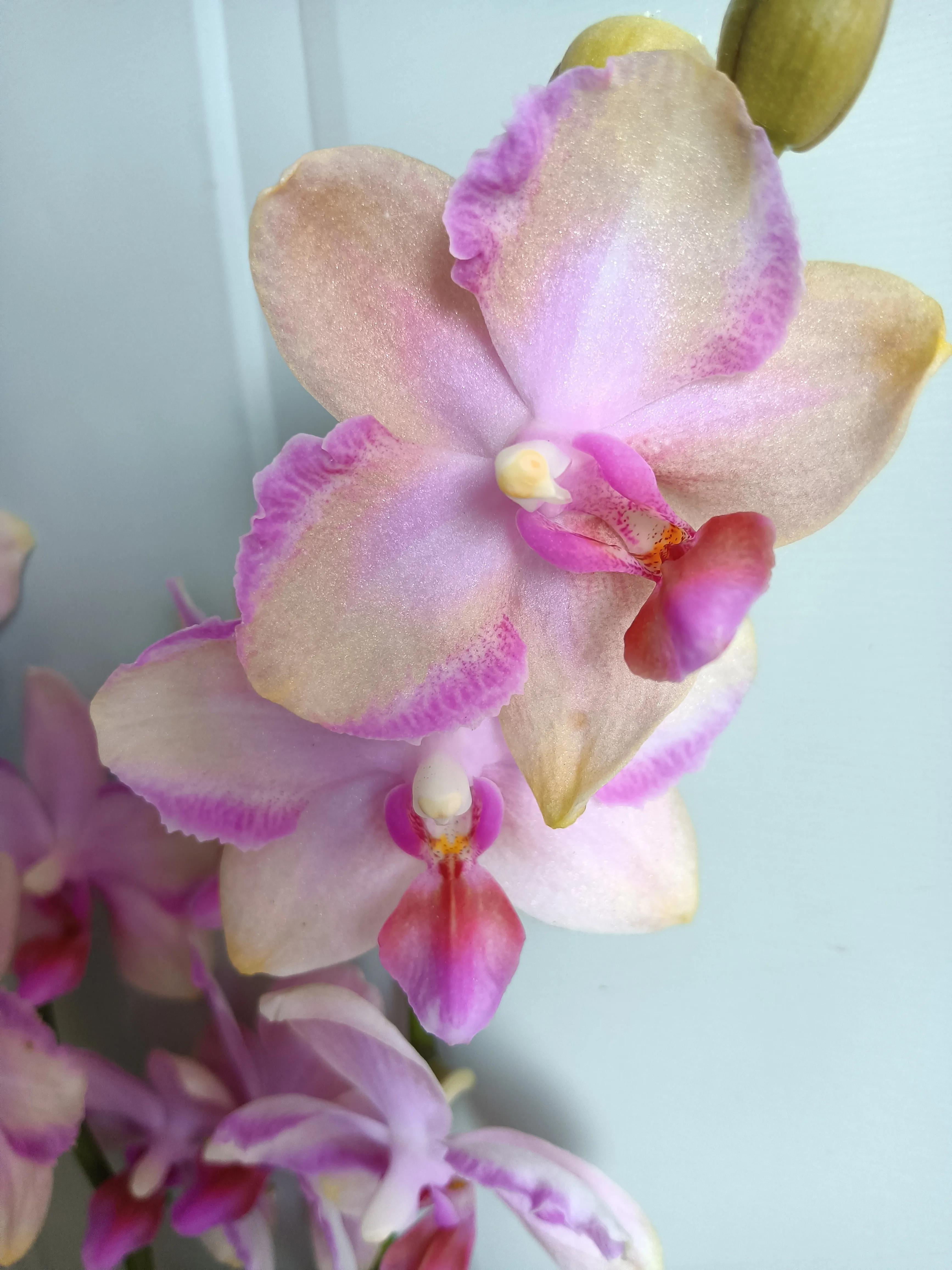 直播间买的花真的好吗,有没有在直播间买花的