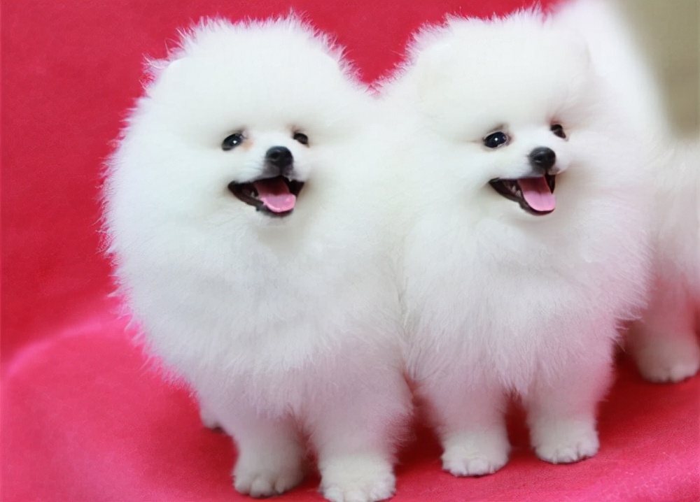 怎样给泰迪狗狗修毛,新手怎么给狗狗修毛