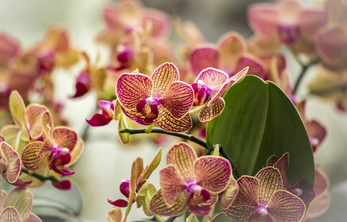 敏感皮肤的护理方法,皮肤油敏感泛红怎么修复