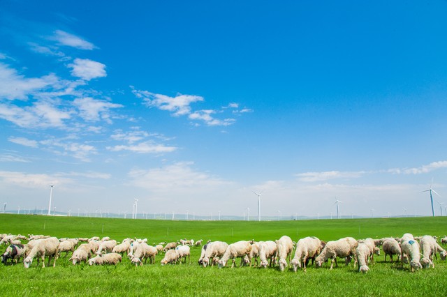 五十岁适合在家做什么养殖,在农村搞养殖养什么比较好