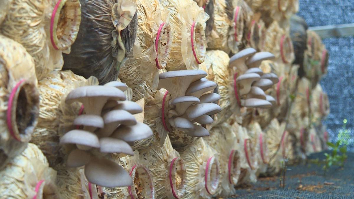 椋熺敤鑿屼骇涓氭嫇瀹界兢浼楄嚧瀵岃矾,椋熺敤鑿岃湑鍙樿嚧瀵岃弻