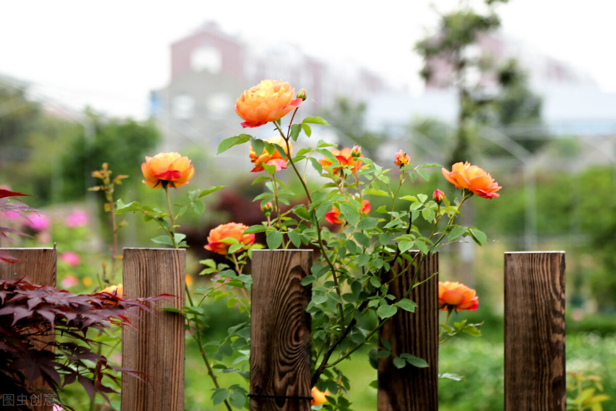 越冬后的藤本月季,东北越冬藤本月季