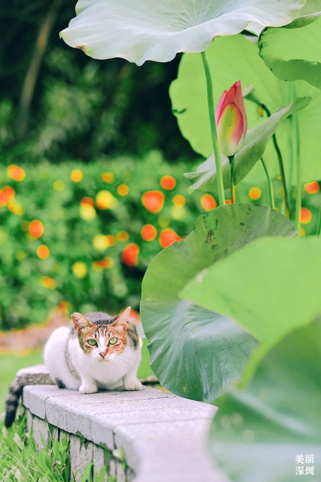 深圳人游玩推荐,深圳人爬山看海