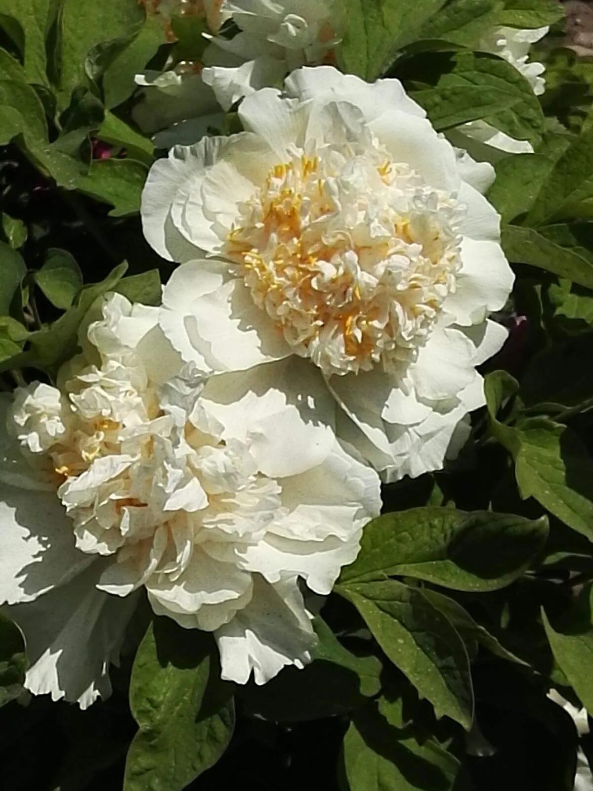 银丝贯顶牡丹只有一棵吗,珍贵牡丹花银丝贯顶