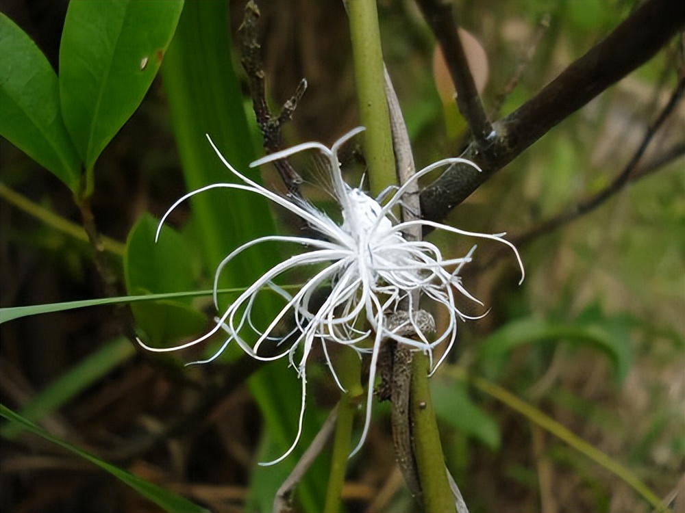 丛林探险美食大全,真正的丛林美食有哪些