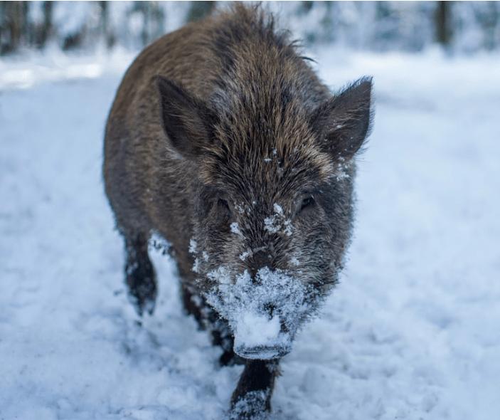 猪舍防暑降温的最佳方法,冬季养猪场怎么通风与保暖