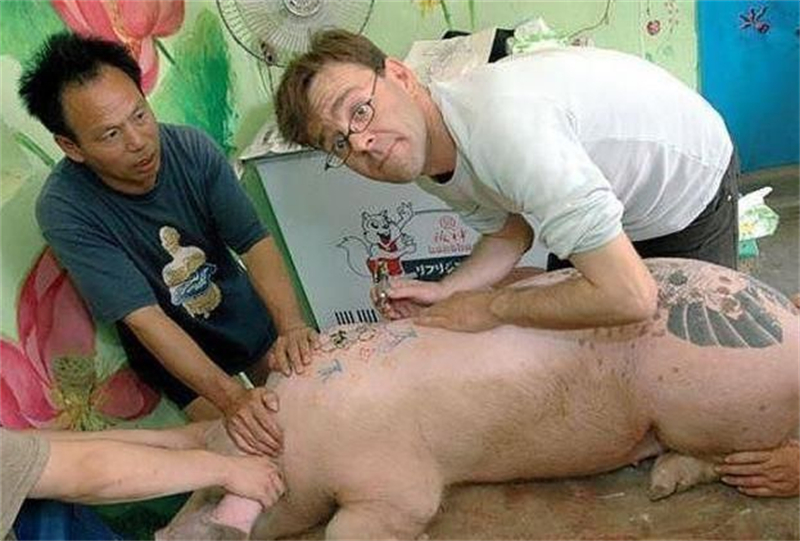 男子给活猪纹身，一张猪皮可卖百万，香奈儿高价买走做成限量皮包