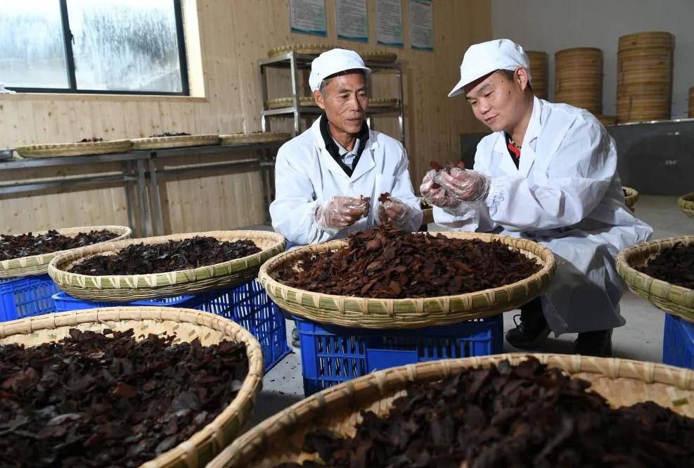 郁证的治则和治法,郁证有中医彻底治好吗