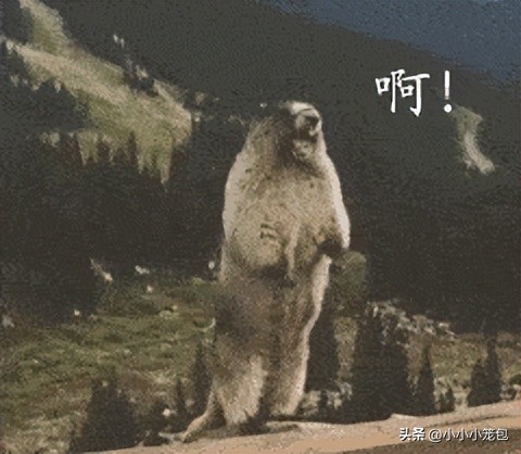 吃dha真的会增强记忆力吗,吃dha会聪明吗